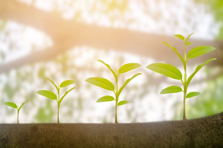 This is a photo of three small seedlings growing up toward the sunshine. There is a tree branch in the background.