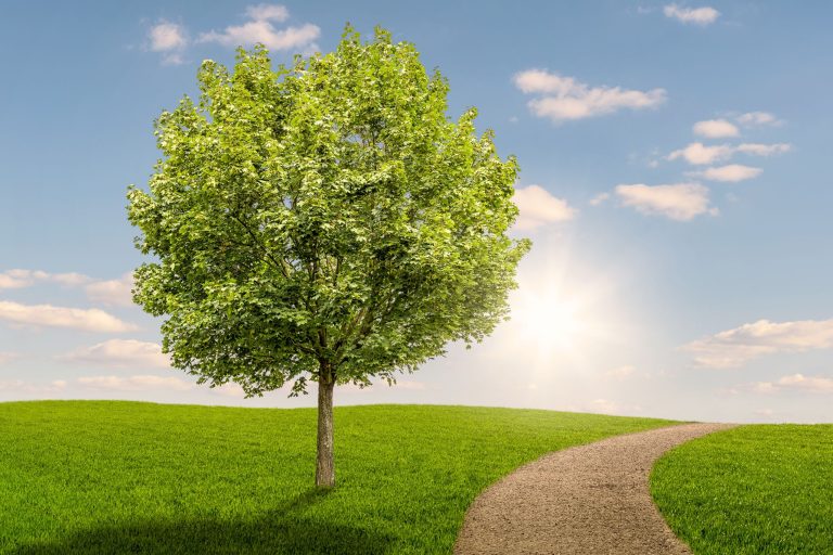 To the left of this picture is a tree, and to the right is a curvy path. The sky is blue with light clouds.